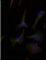 Her3 (ErbB3) Antibody (Y1328)